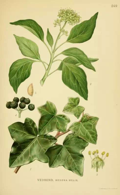 Hedera