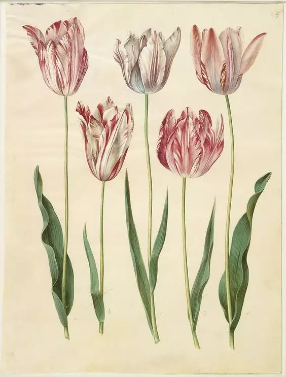 Tulipa